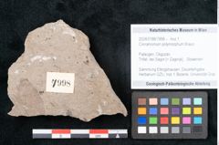 Foto (Objekt + Etikett) von Cinnamomum polymorphum Braun (NHMW-GEO-2024-0188-7998)